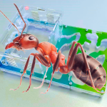 Муравьиная ферма